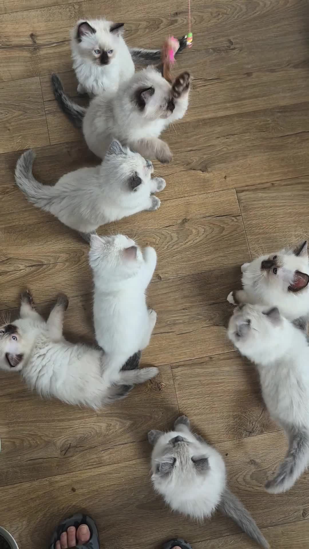 Ragdoll cats for sale: Beautiful ragdolls gccf and tica registered - Video 1