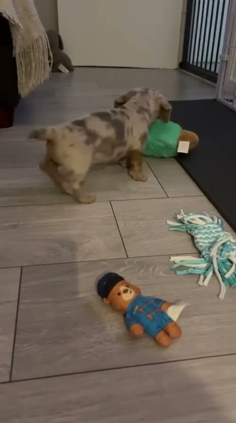 Miniature Dachshund dogs for sale: Miniature Dachund pups  - Video 2