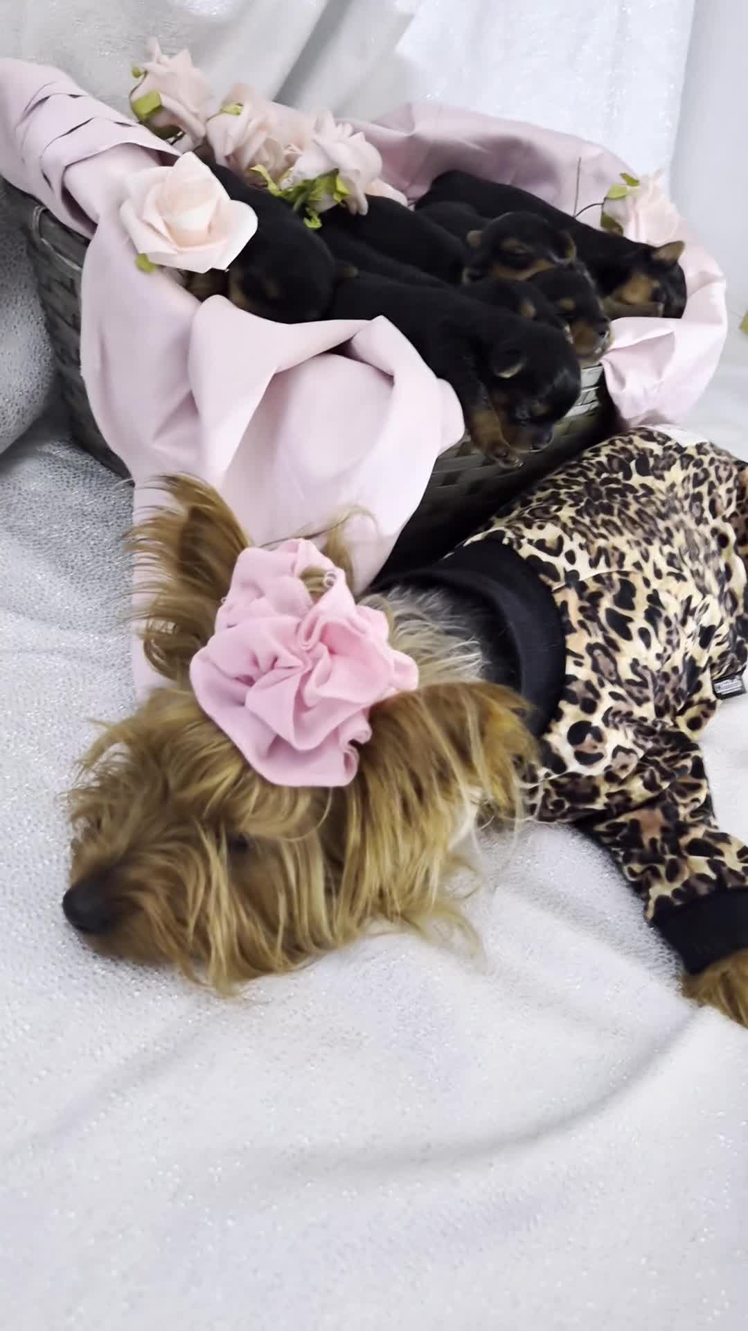 Yorkshire Terrier dogs for sale: Beautiful 7-puppies Yorkshire Terrier - Video 1