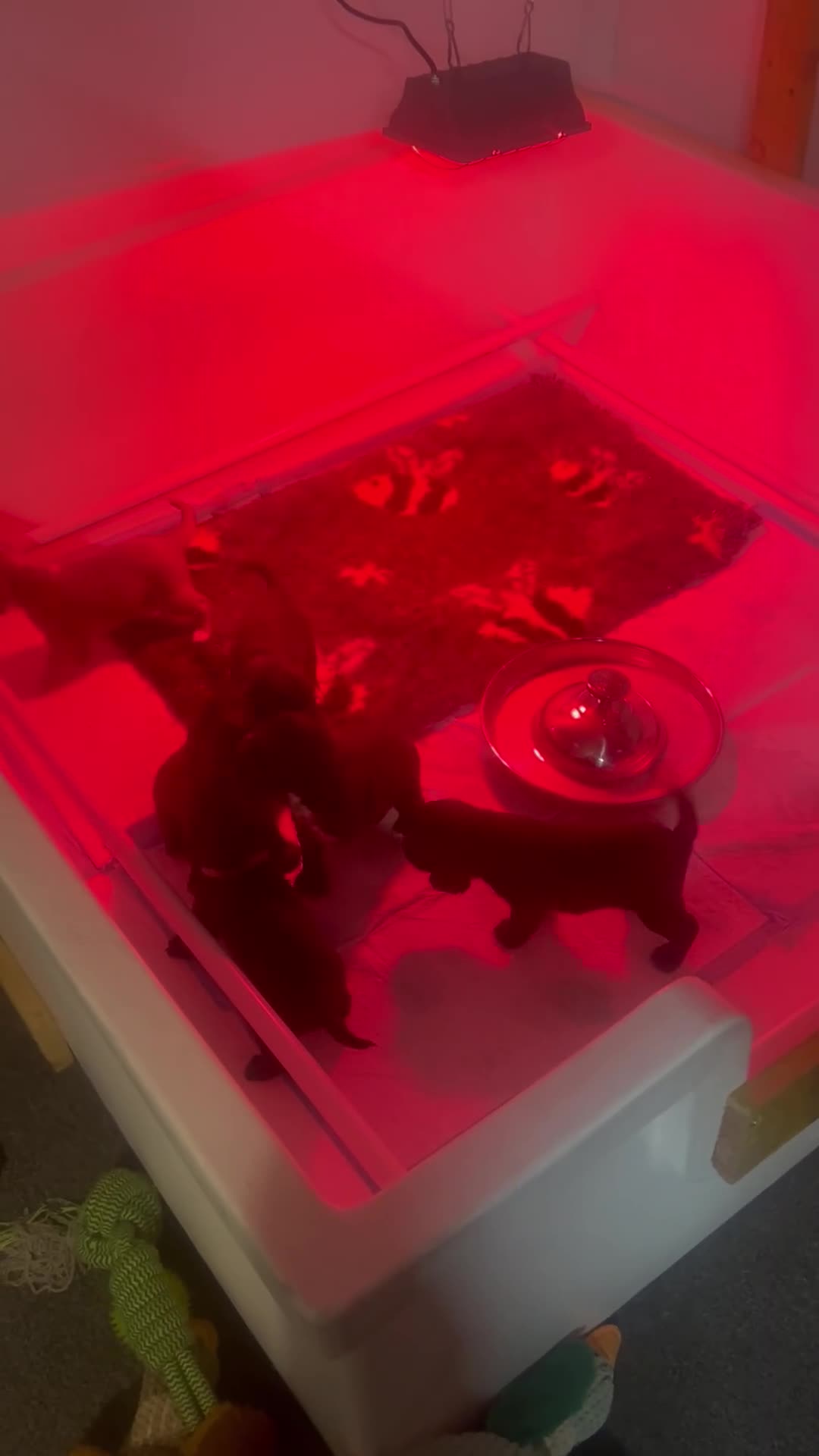 Cocker Spaniel dogs for sale: Working cocker spaniels - Video 1