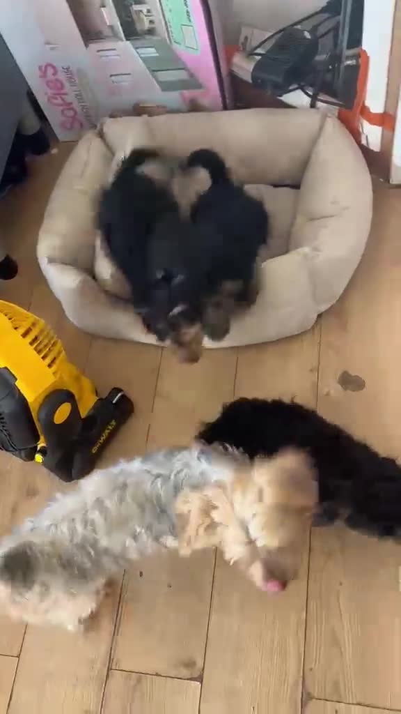 Mixed Breed dogs for sale: Yorkiepoo Puppys  - Video 1