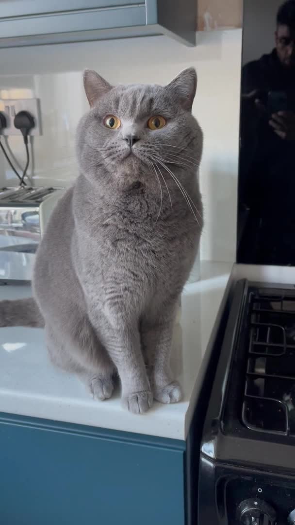 British Shorthair cats for stud: BSH STUD duties CCTV  in Bradford - Video 1