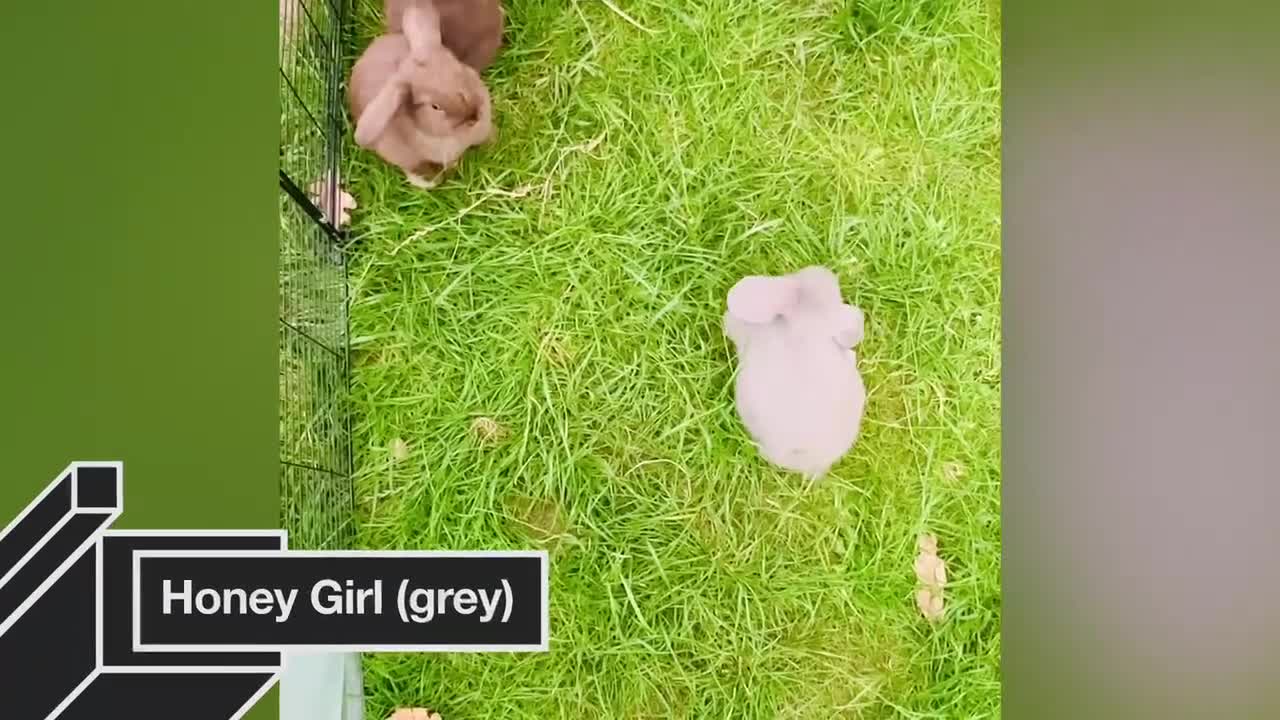Mini Lop rabbits for sale: Adorable Mini Lop Rabbits Ready for New Homes - Video 1
