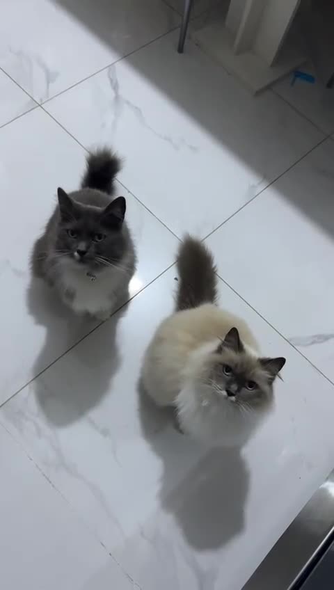 Ragdoll cats for sale: Ragdoll grey cat - Video 1