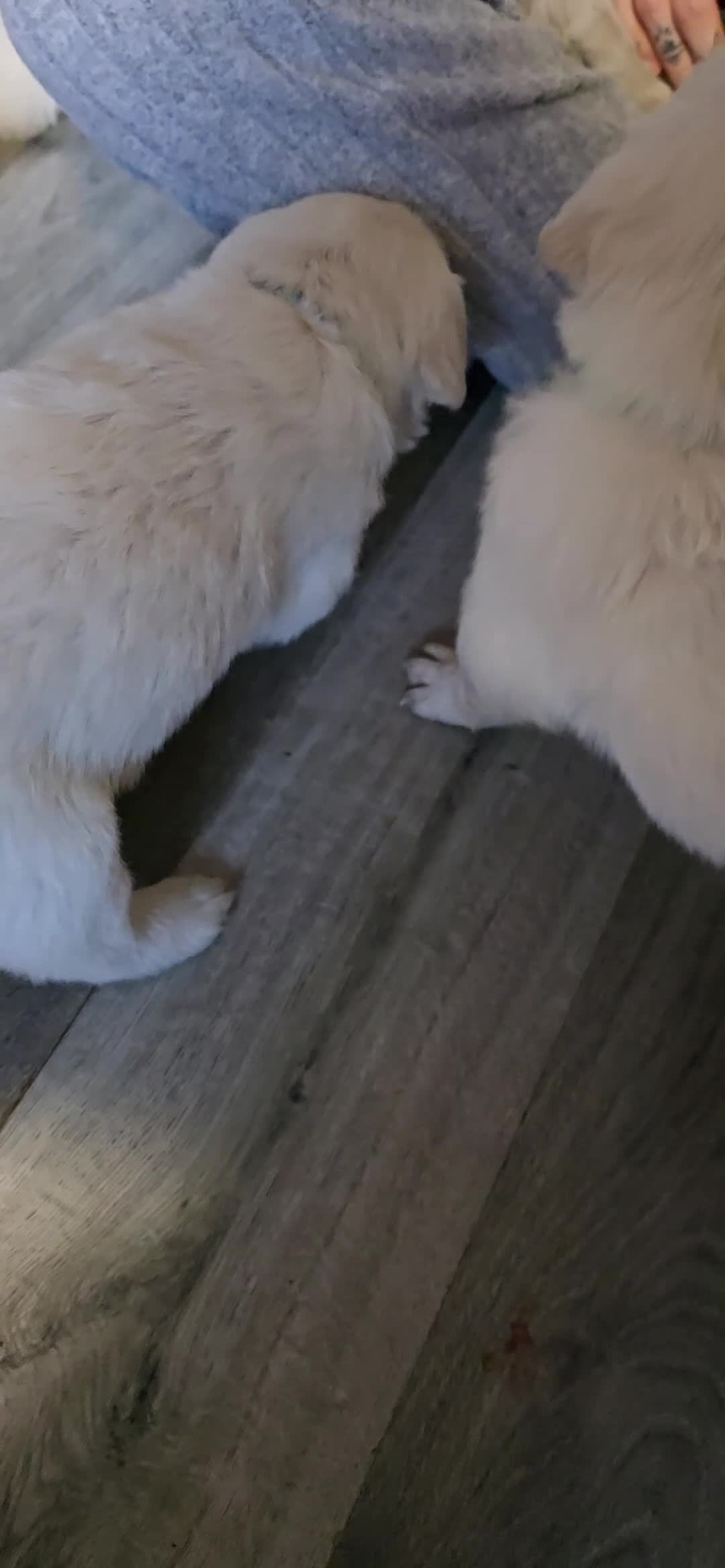 Golden Retriever dogs for sale: Adorable white Golden Retriever - Video 1