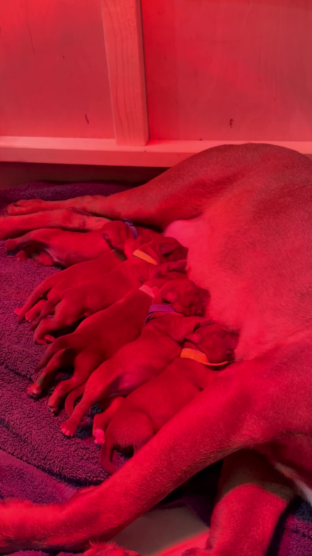 Dogue De Bordeaux dogs for sale: DOGUE DE BORDEAUX PUPPIES AVAILABLE 16/03/26 - Video 1