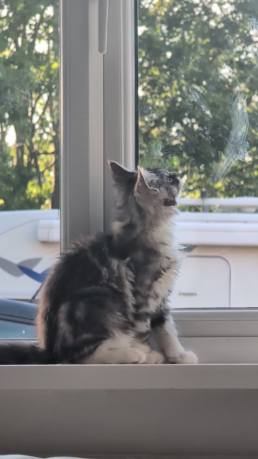 Maine Coon cats for sale: Male Maine Coon Kitten. Both parents can be seen  - Video 1