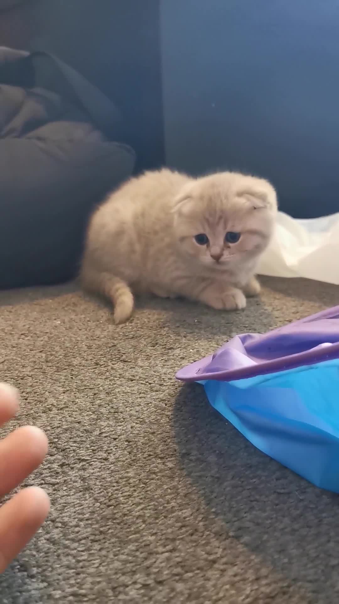 Scottish Fold cats for sale: 5 Beautiful Scottish Kittens Ready for Homes 🐾 - Video 2