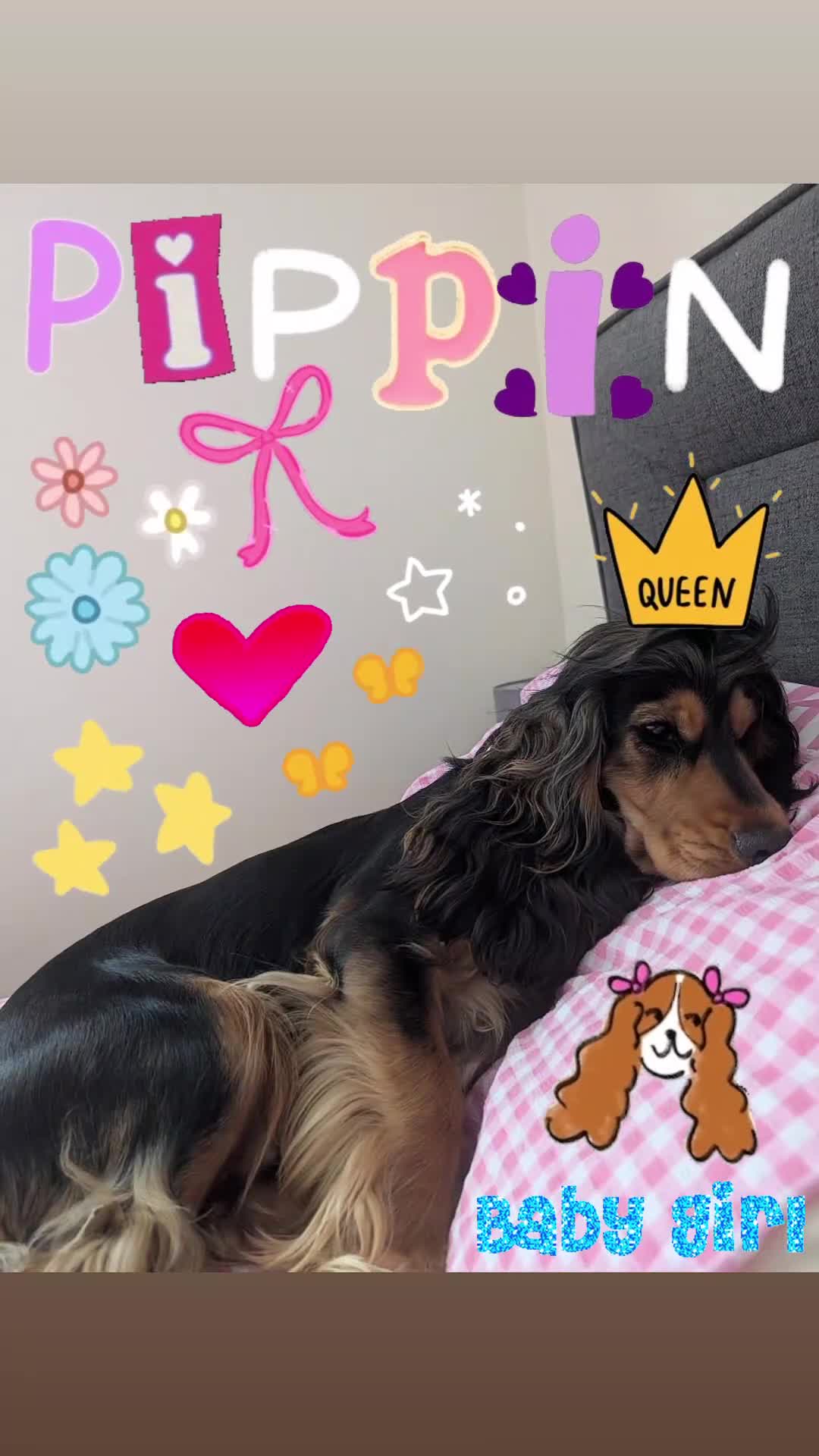 Cocker Spaniel dogs for sale: Pippin the show cocker - Video 1