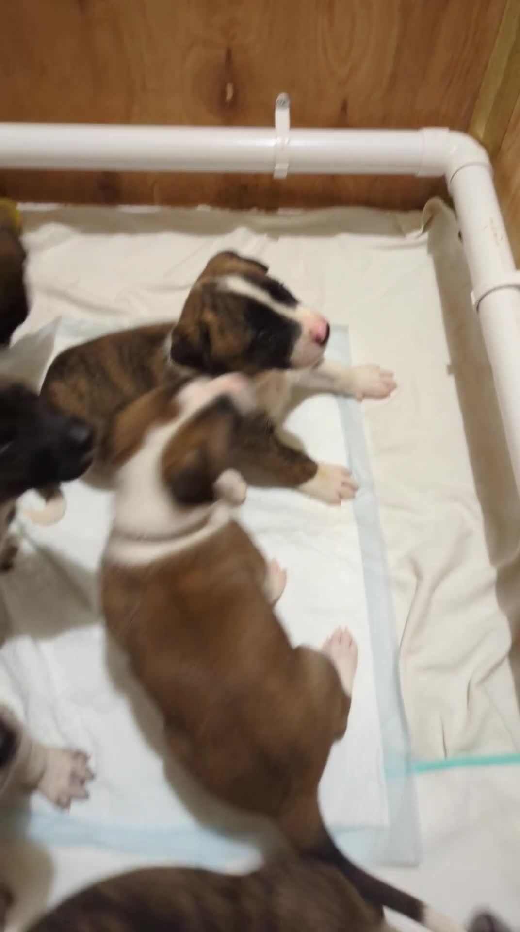 Mixed Breed dogs for sale: Rare BULL HERDER Puppies for sale  - Video 1