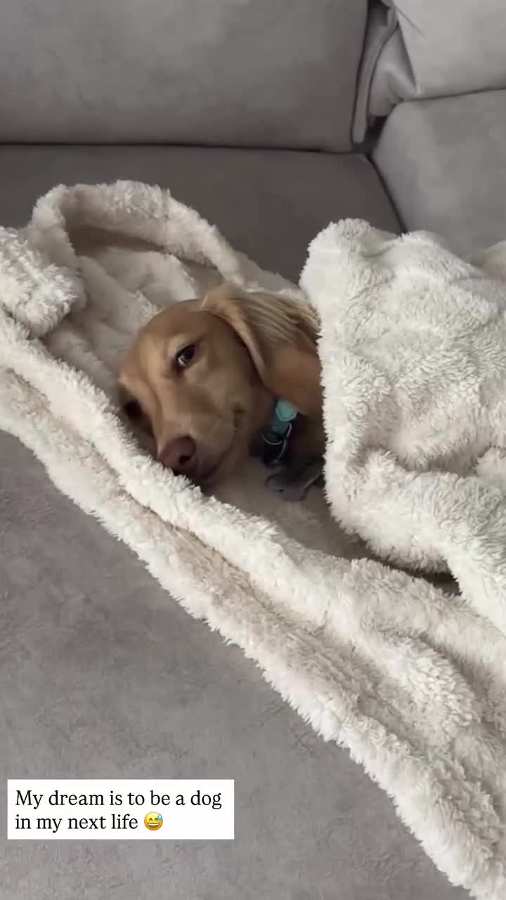 Miniature Dachshund dogs for stud: KC Registered Cream Long Haired Dachshund Stud - Video 1