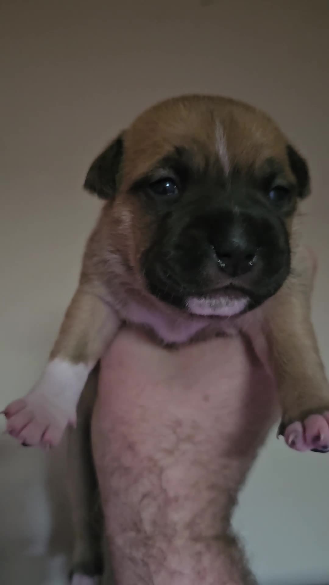 Staffordshire Bull Terrier dogs for sale: 🥨THE GOLDILOCKS LITTER 🥨 - Video 2