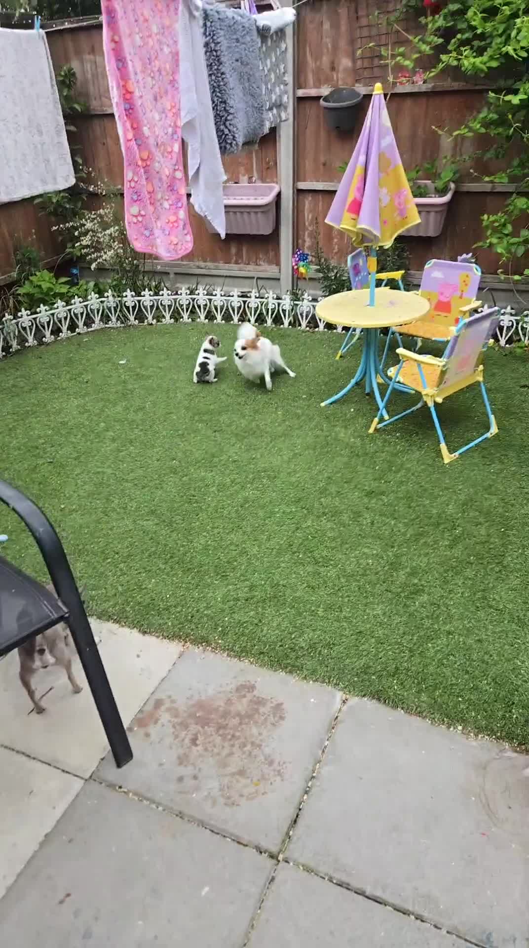 Chihuahua dogs for sale: Male chihuahua  - Video 1