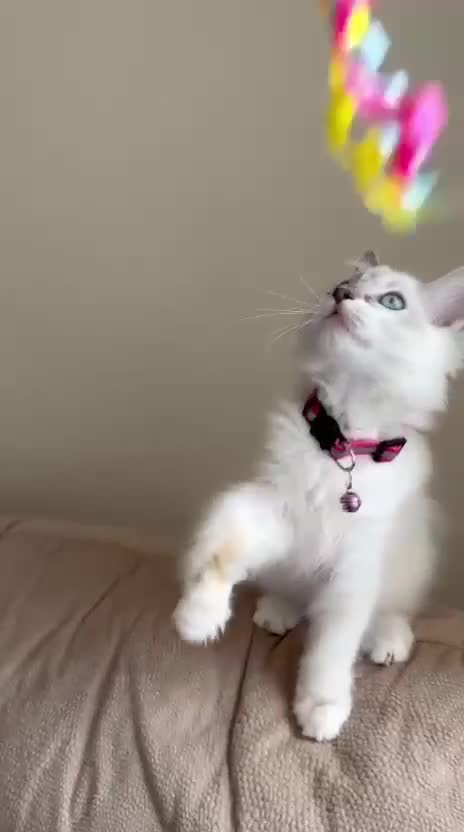 Ragdoll cats for sale: The Last Adorable Girl Ragdoll - Video 1