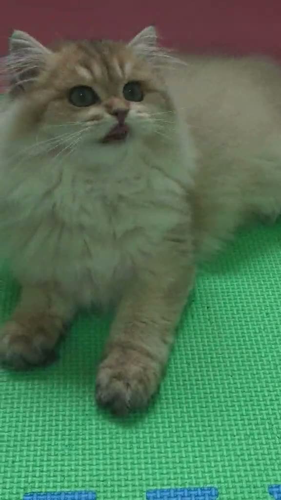 British Longhair cats for sale: 🌟 Stunning Golden Shaded British Longhair Girl 🌟 in Corby - Video 1