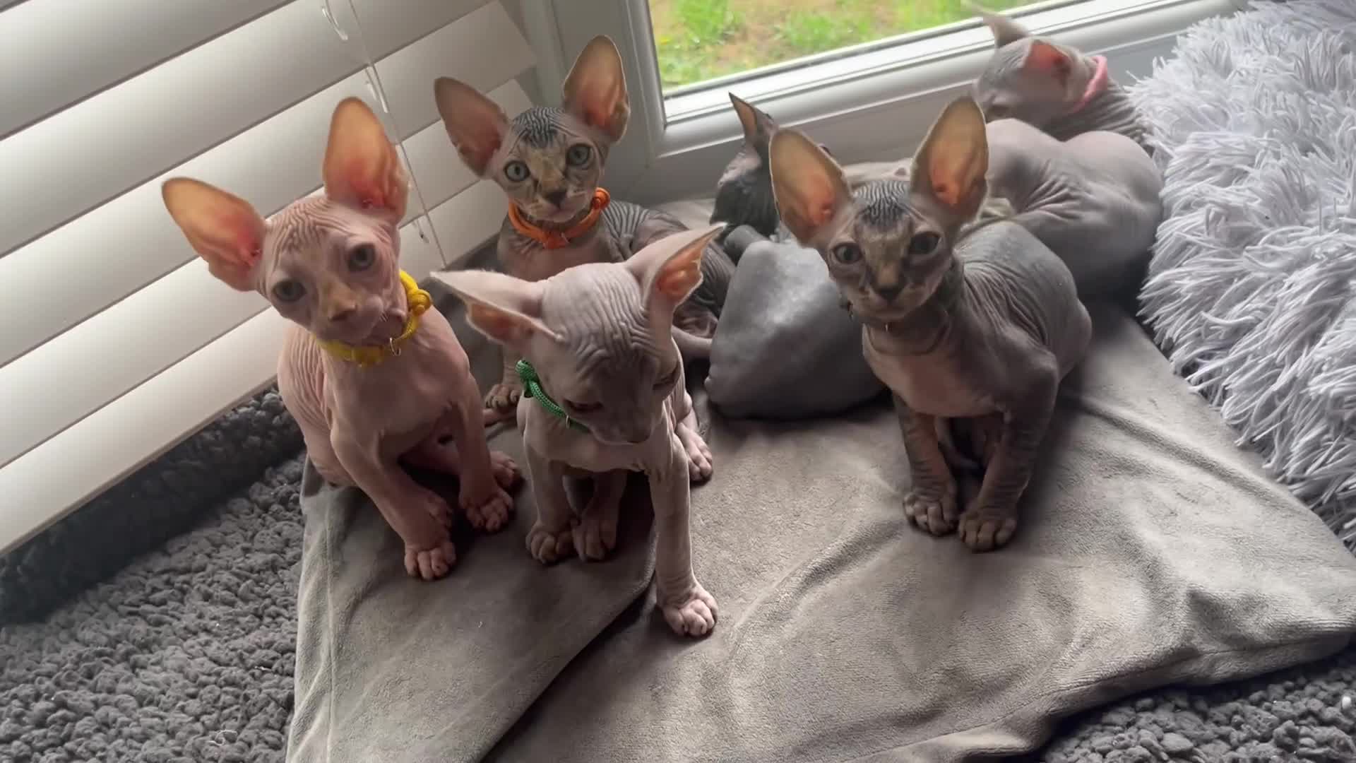 Sphynx cats for sale: August ready kitty’s in need of loving homes - Video 5
