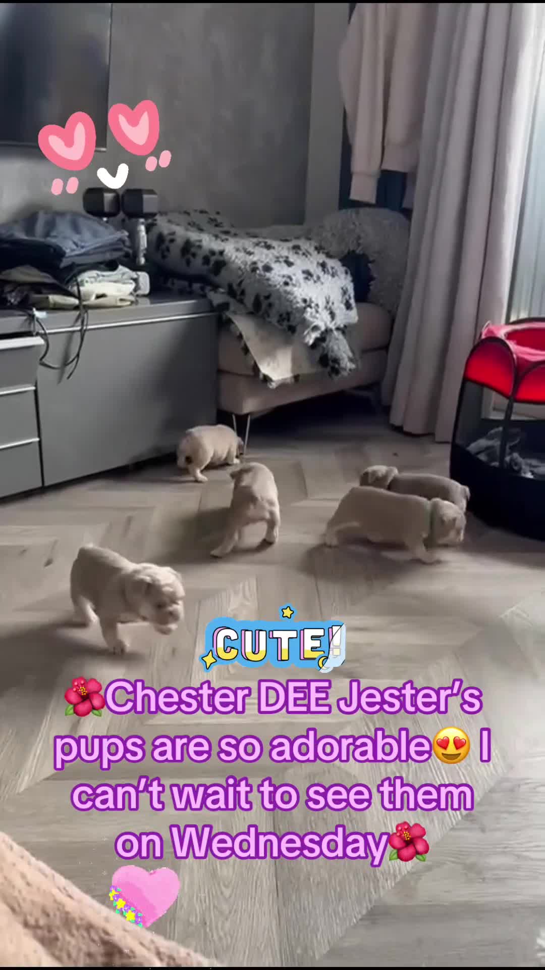 French Bulldog dogs for stud: Stunning Isabella & Tan boy fluffy L4 for Stud in Dundee - Video 5