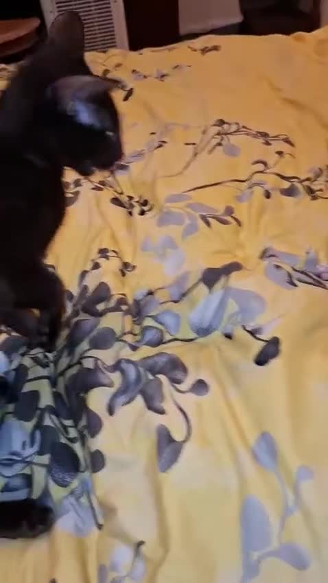 Oriental cats for sale: Adorable oriental kittens for sale - Video 1