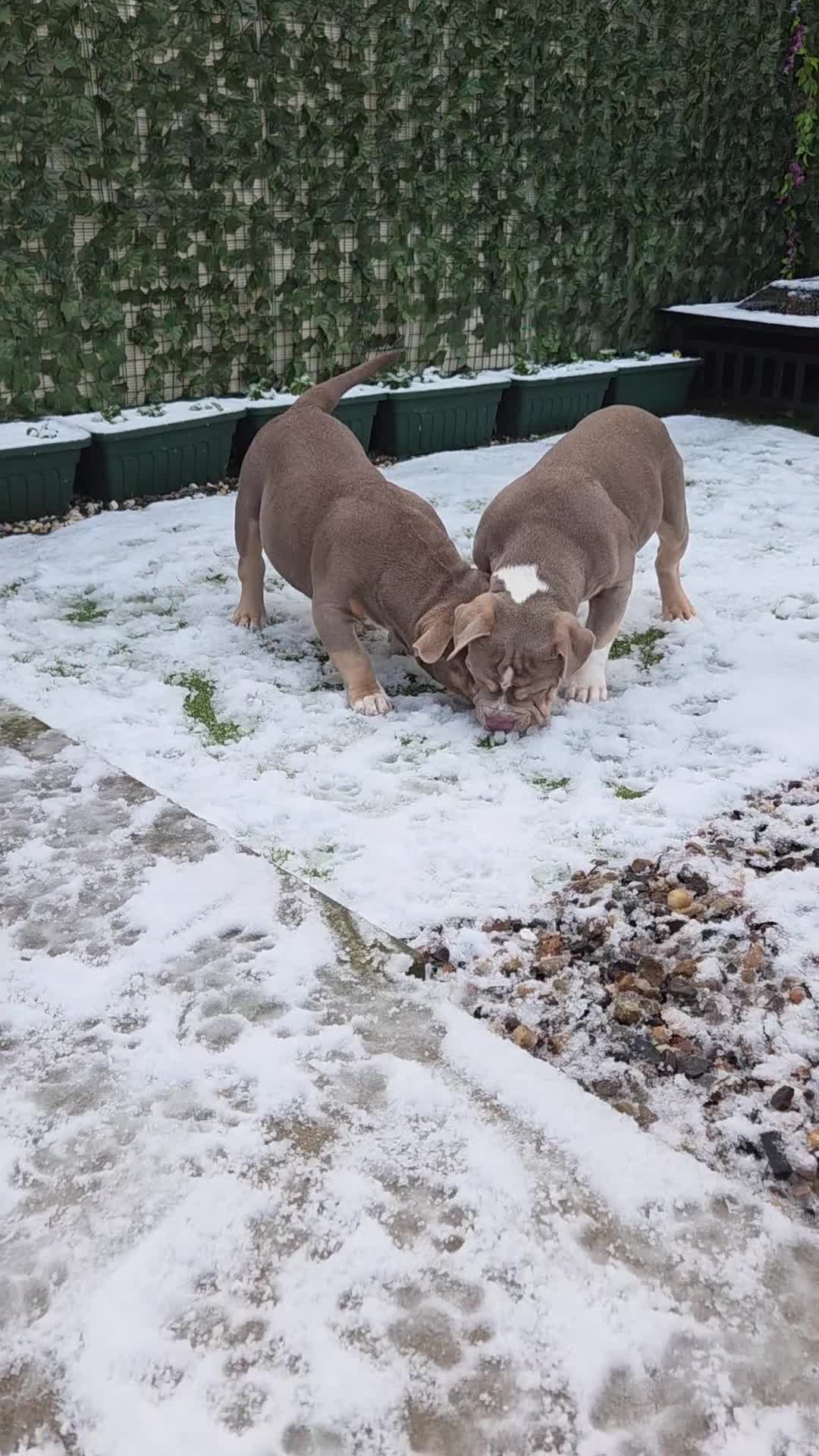 American Bully dogs for sale: Pocket Bully  - Video 4