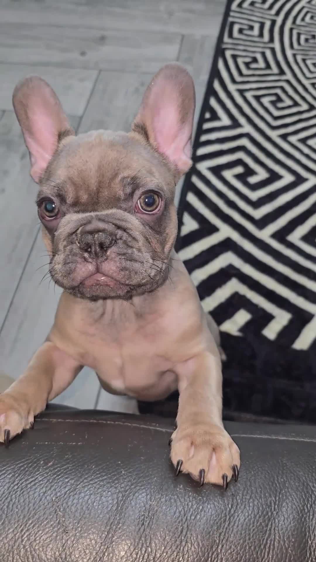 French Bulldog dogs for sale:  french bulldog puppies ( ready now )  - Video 1