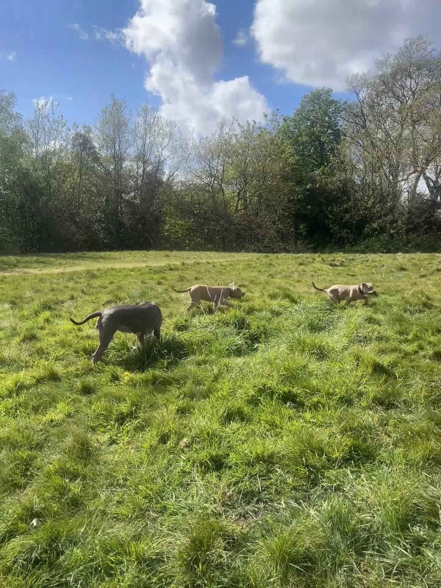 Mixed Breed dogs for sale: Gorgeous 4 month old Amstaff Pup - Video 5