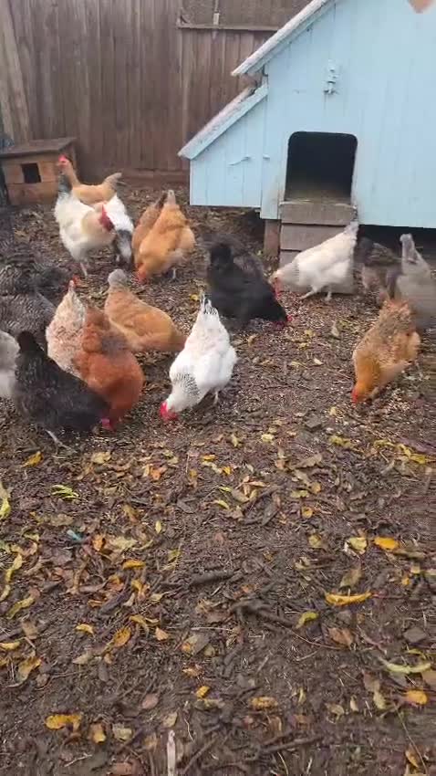 Chickens poultry for sale: Lovely Chickens for Sale –  Just Started Laying - Video 2