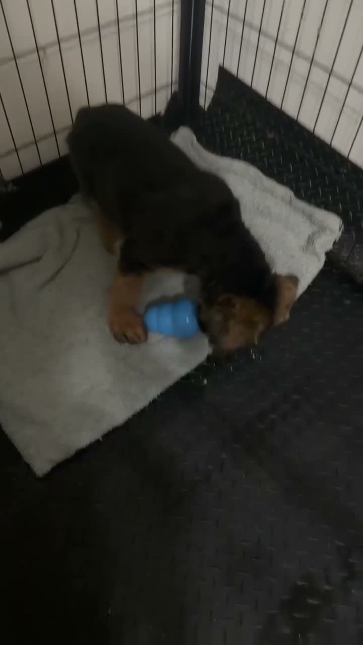 German Shepherd dogs for sale: 1 BOY LEFT!!!!!!Ready to go to new family  - Video 2