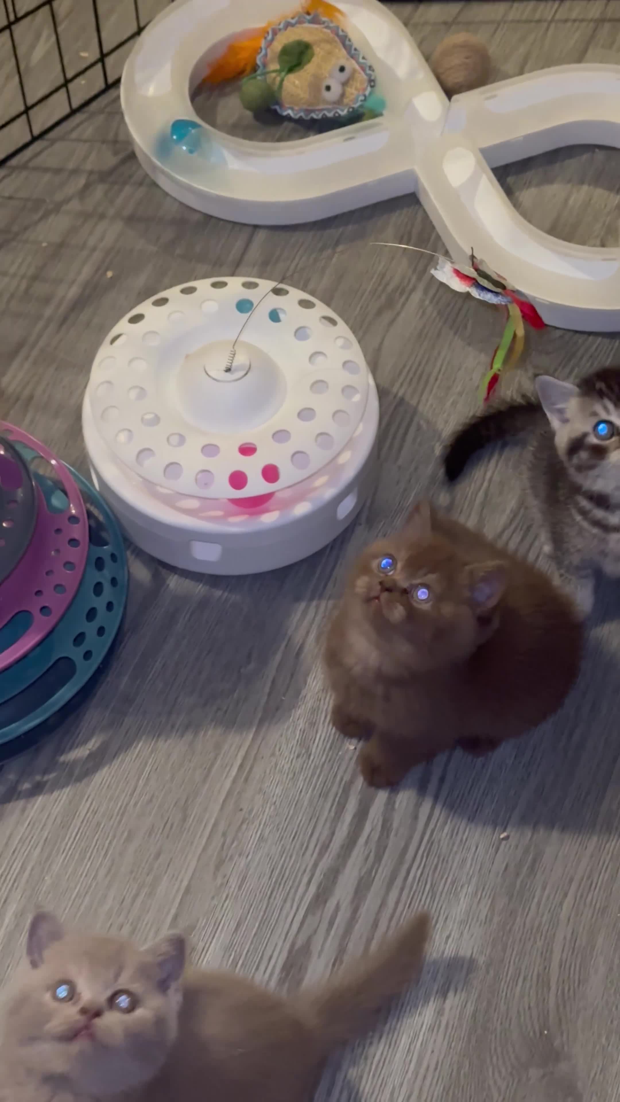 British Shorthair cats for sale: Rare colours pure breed BSH - Video 1