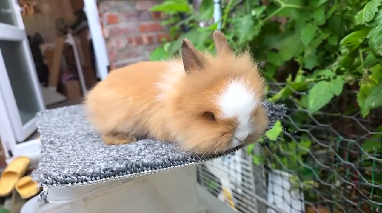 Lionhead rabbits for sale: Lion Head  (Fluffy Blue eyes ) - Video 2