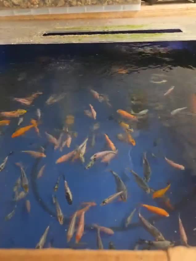 Koi Carp fish for sale: Beautiful Koi  - Video 1