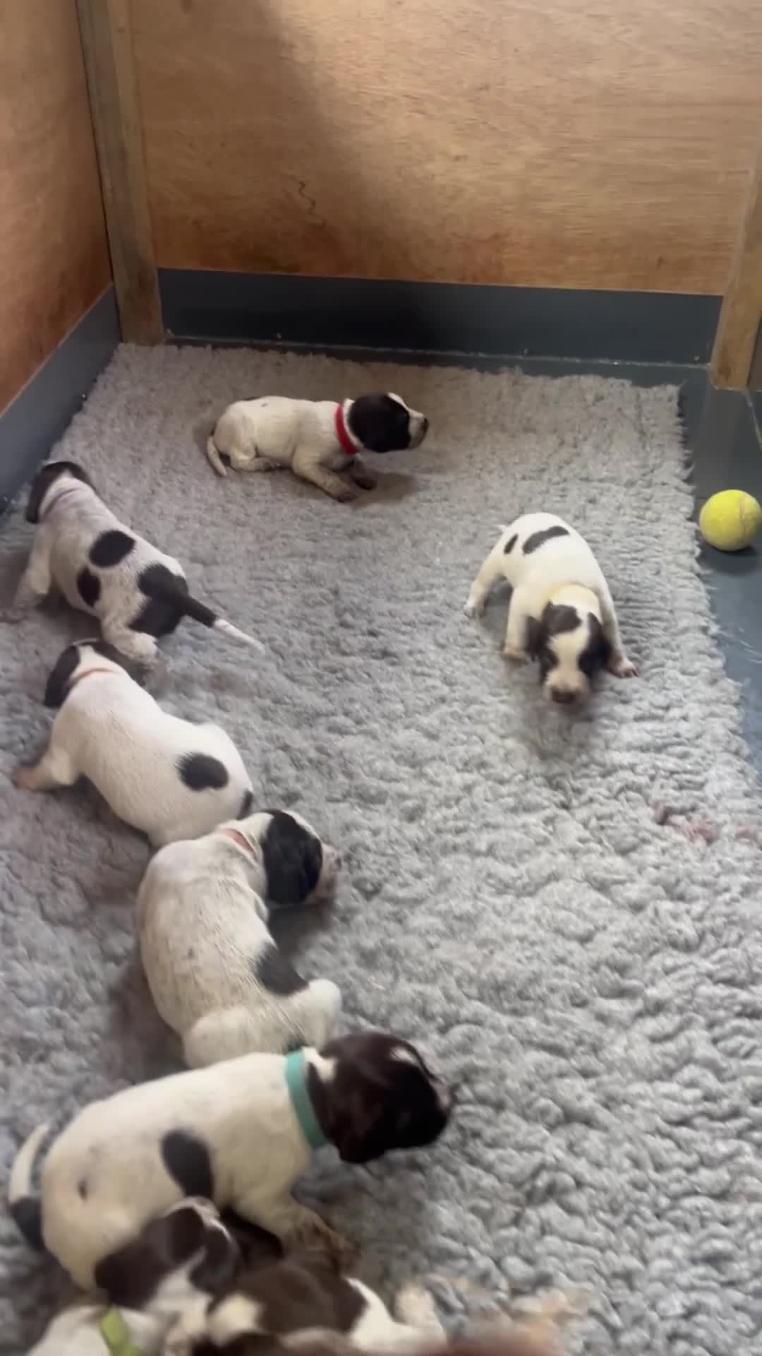 German Wirehaired Pointer dogs for sale: Beautiful GWP's for sale KC Registered - Video 2