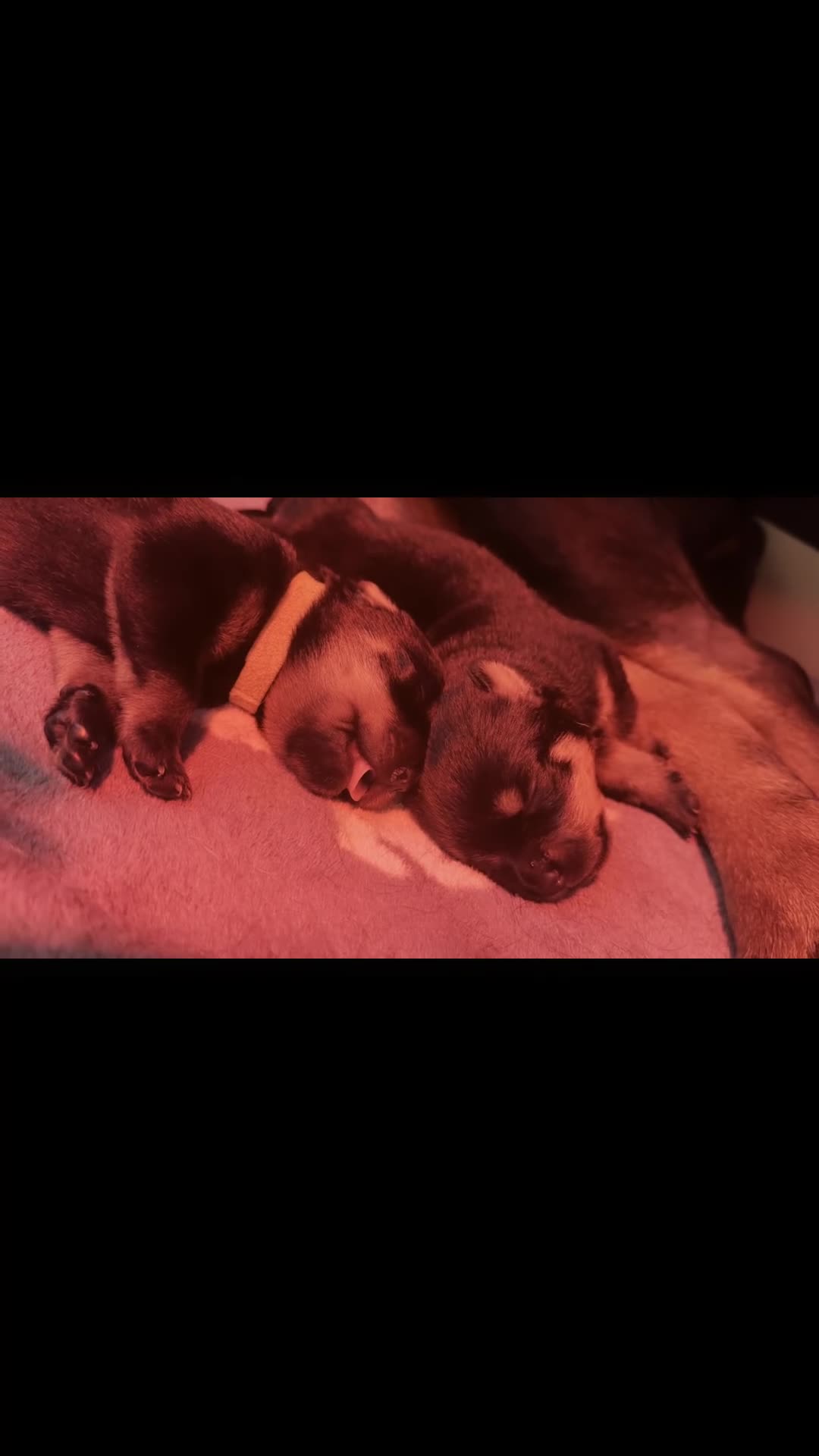 Rottweiler dogs for sale: Two puppies left available  - Video 1