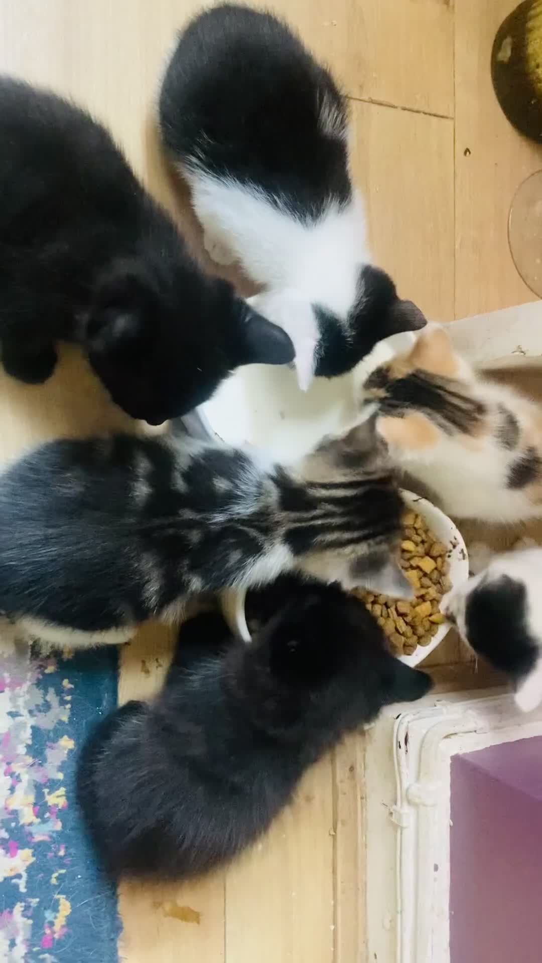 Mixed Breed cats for sale: 8 Adorable Kittens  - Video 1