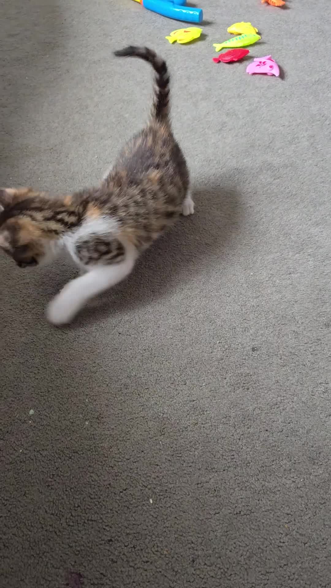 Domestic Shorthair cats for sale: Beautiful Girl Kitten ready to leave - Video 2