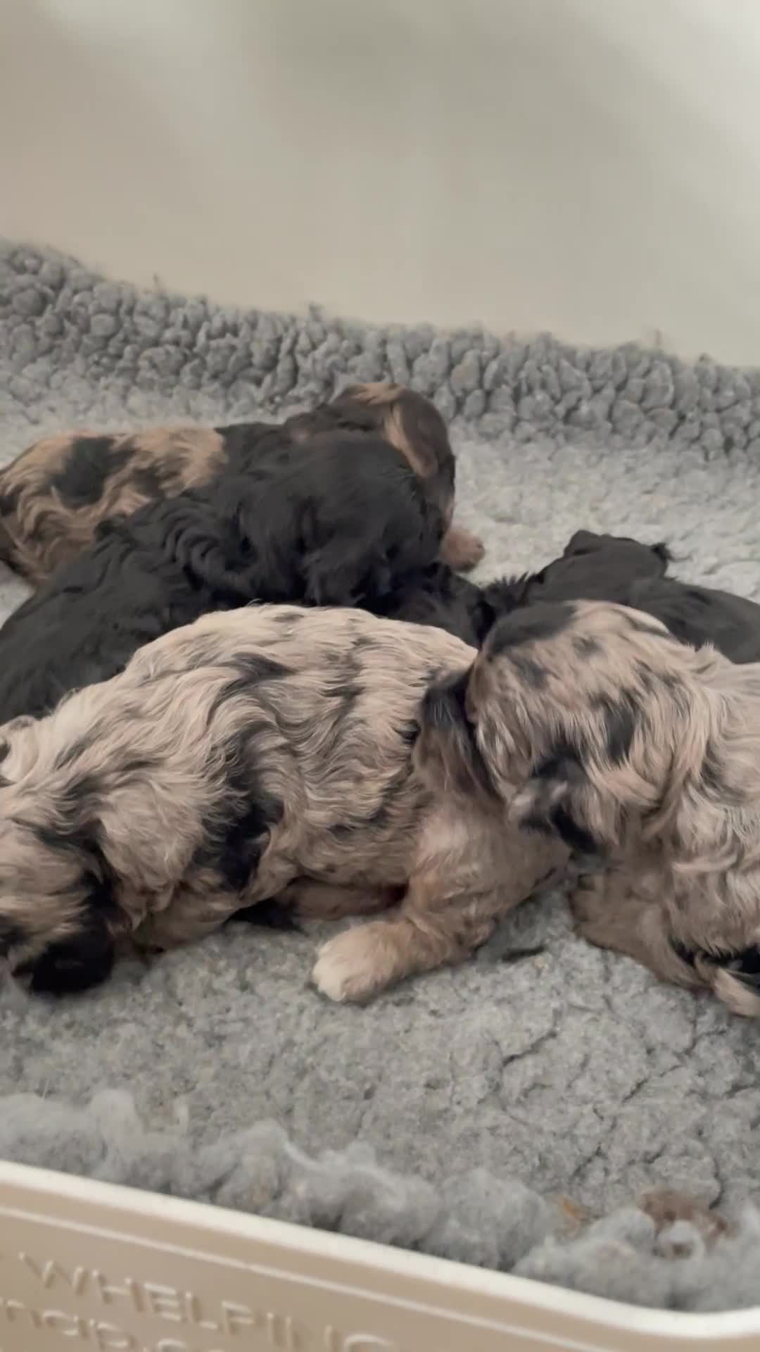 Cavapoo dogs for sale: F1 cavapoos puppies DNA Clear  - Video 1