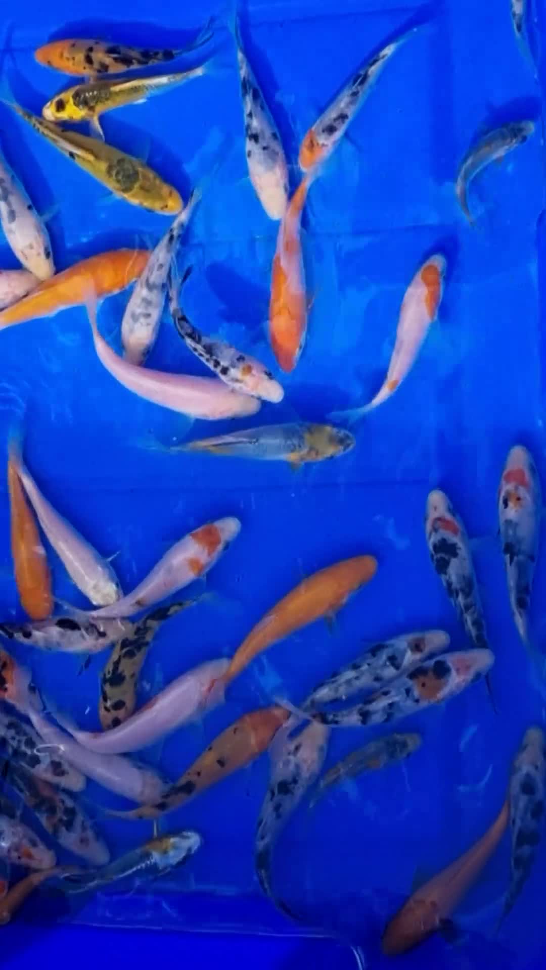 Koi Carp fish for sale: 2 to 4 inch Mixed Koi Carp Fry: young pond fish - Video 5