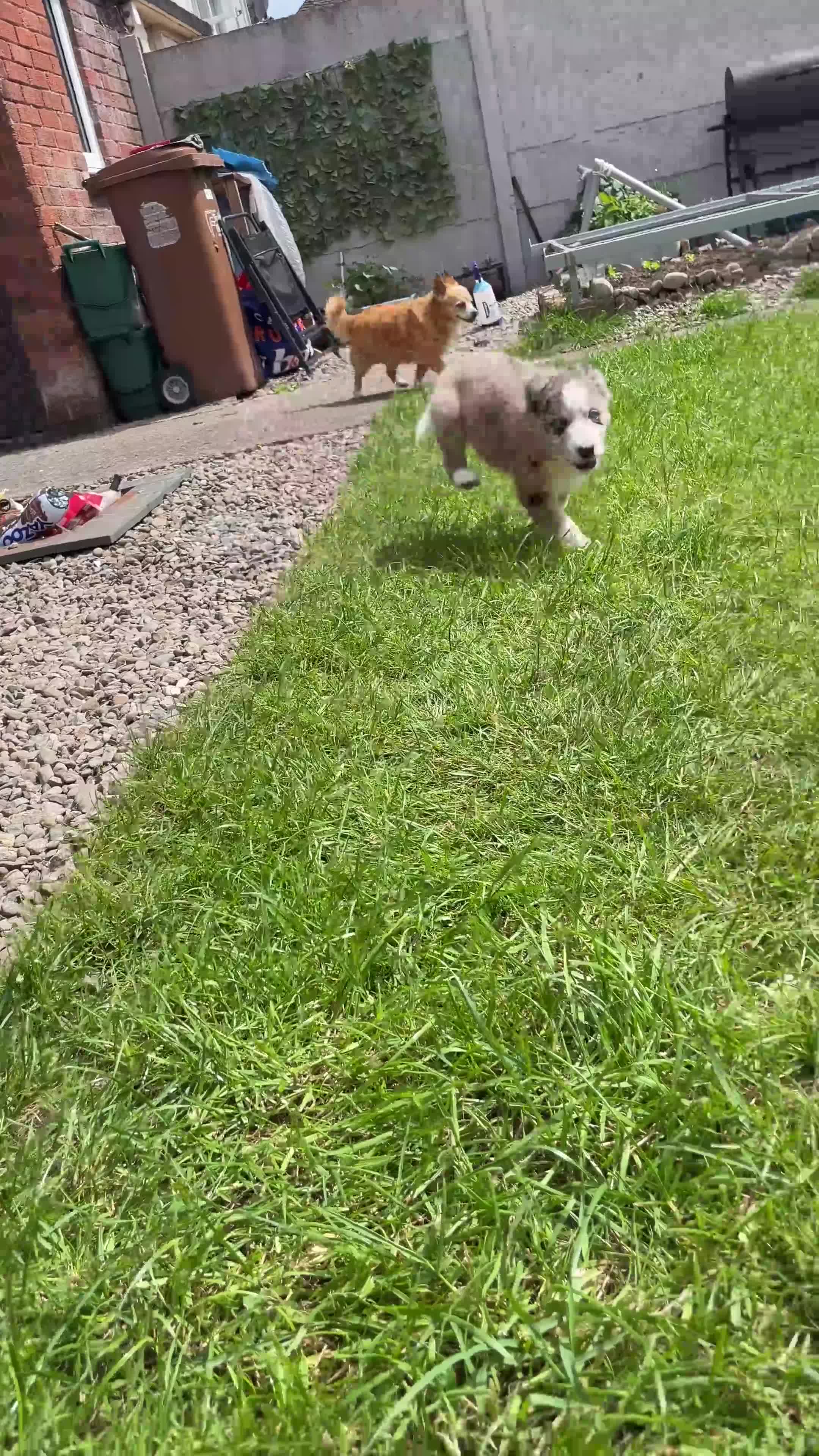 Mixed Breed dogs for sale: Siberian husky X Caucasian Shepard & pocket bully in Mold - Video 1