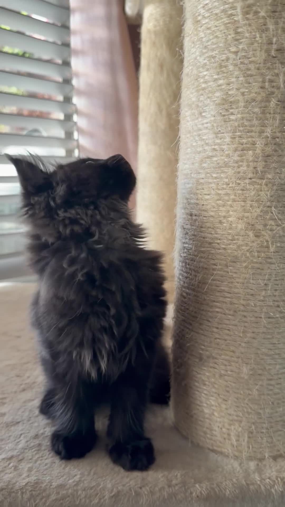 Maine Coon cats for sale: Tica registered black smoked male Maine coon - Video 5