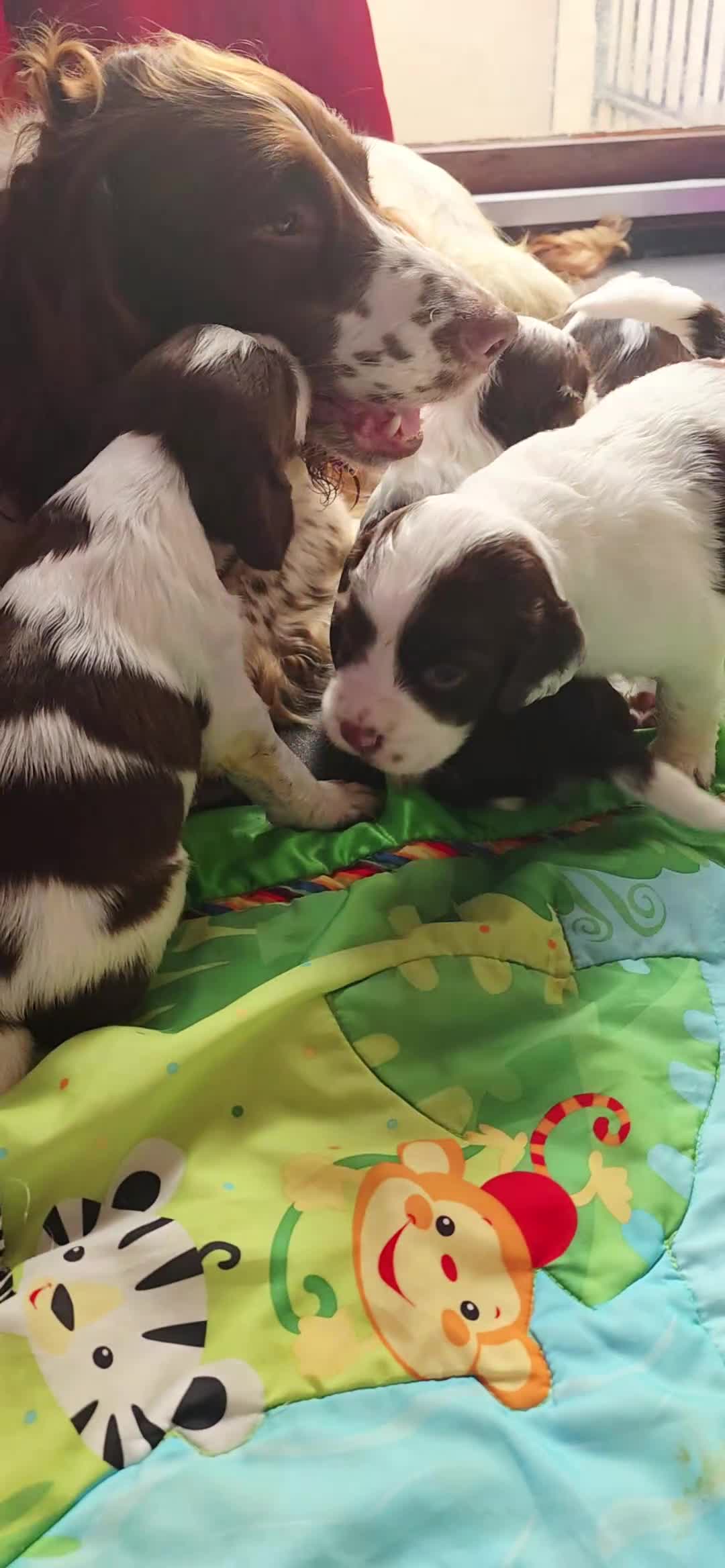 English Springer Spaniel dogs for sale: ⭐️ KC Home Reared Tested Springer Pups ⭐️ - Video 3