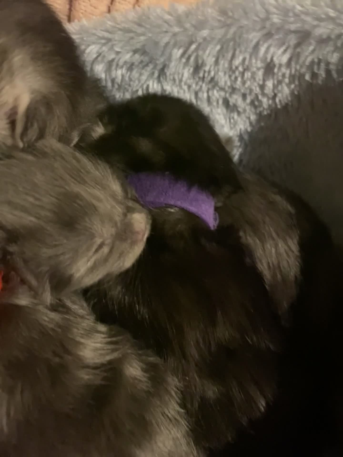 Maine Coon cats for sale: 4 x Maine coon kittens  - Video 1