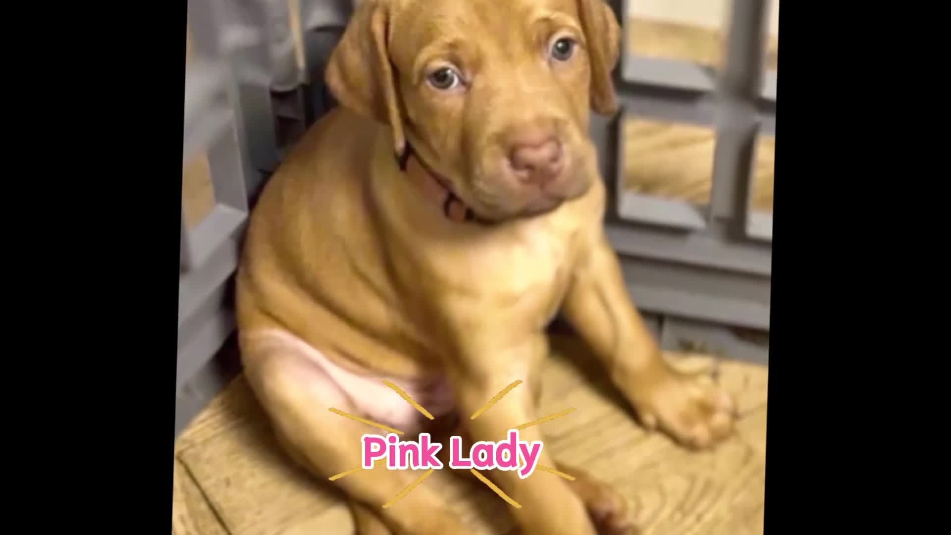 Mixed Breed dogs for sale: Beautiful Staffy/Viszla Puppies for Loving Homes - Video 1