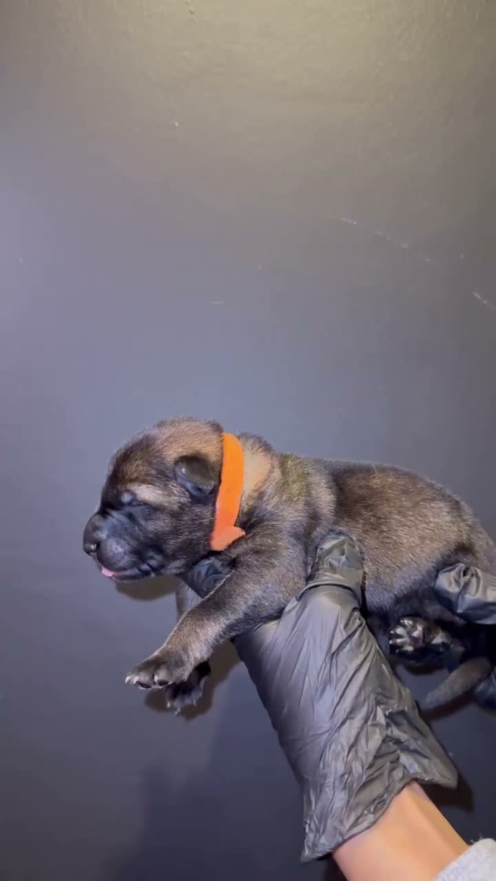 German Shepherd dogs for sale: Elite working line puppies. Repeat breeding! - Video 5