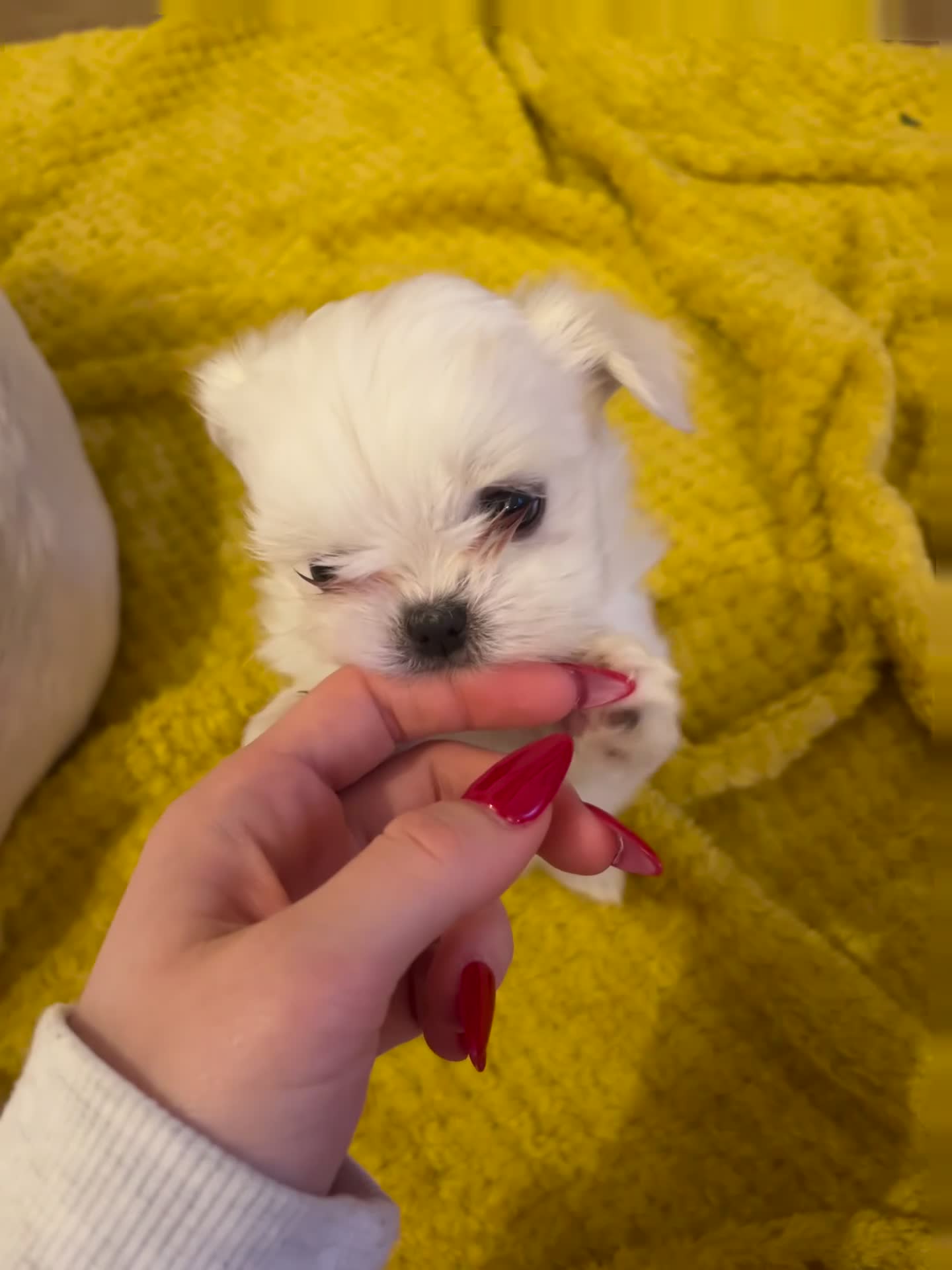 Maltese dogs for sale: Beautiful Maltese puppies home raised & socialised - Video 1