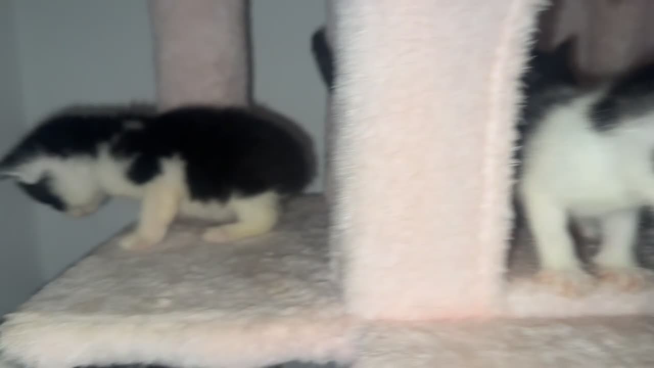 Mixed Breed cats for sale: 4 adorable little kittens looking for new homes  - Video 3