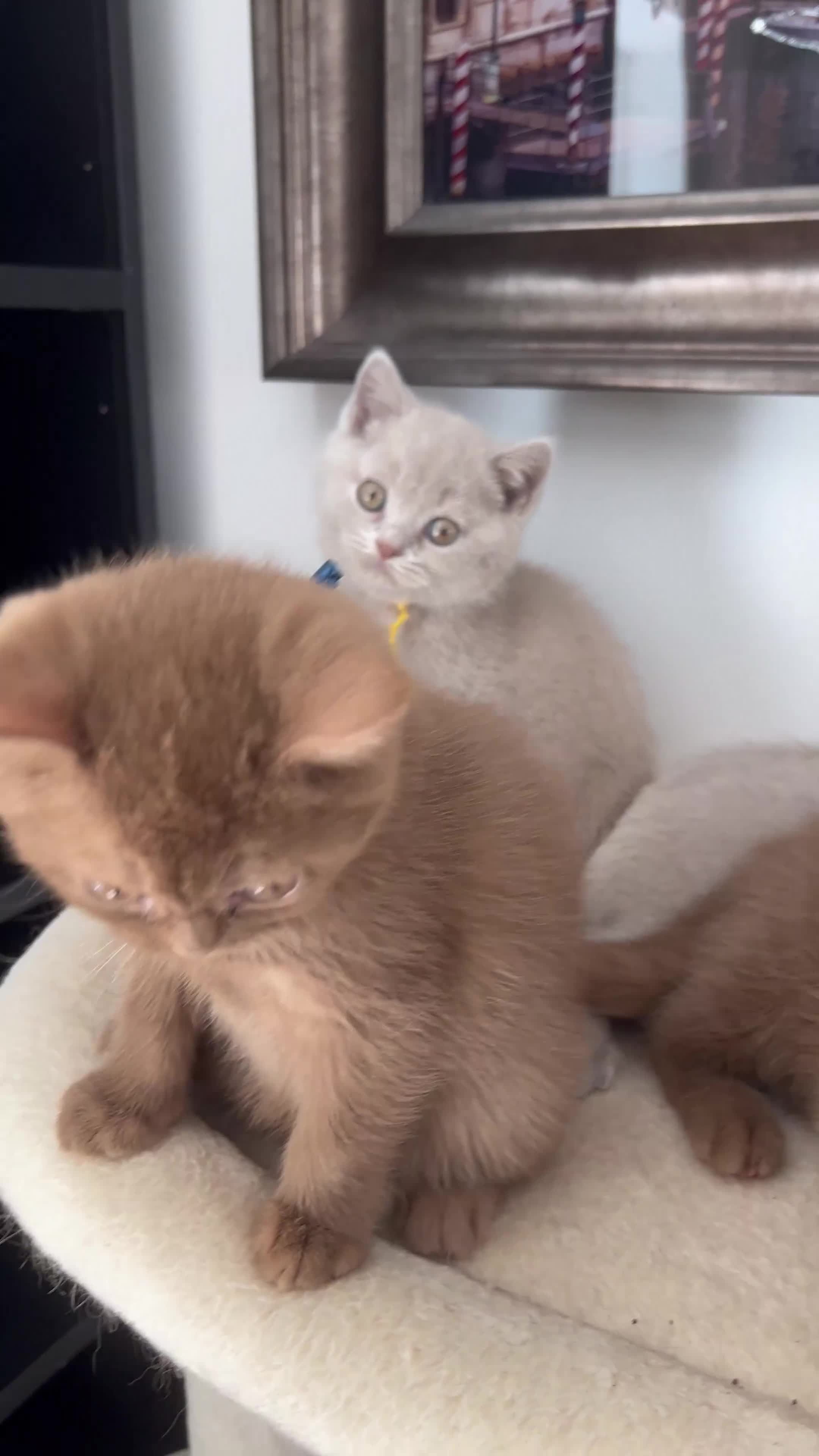 British Shorthair cats for sale: British Shorthair Kittens  - Video 2