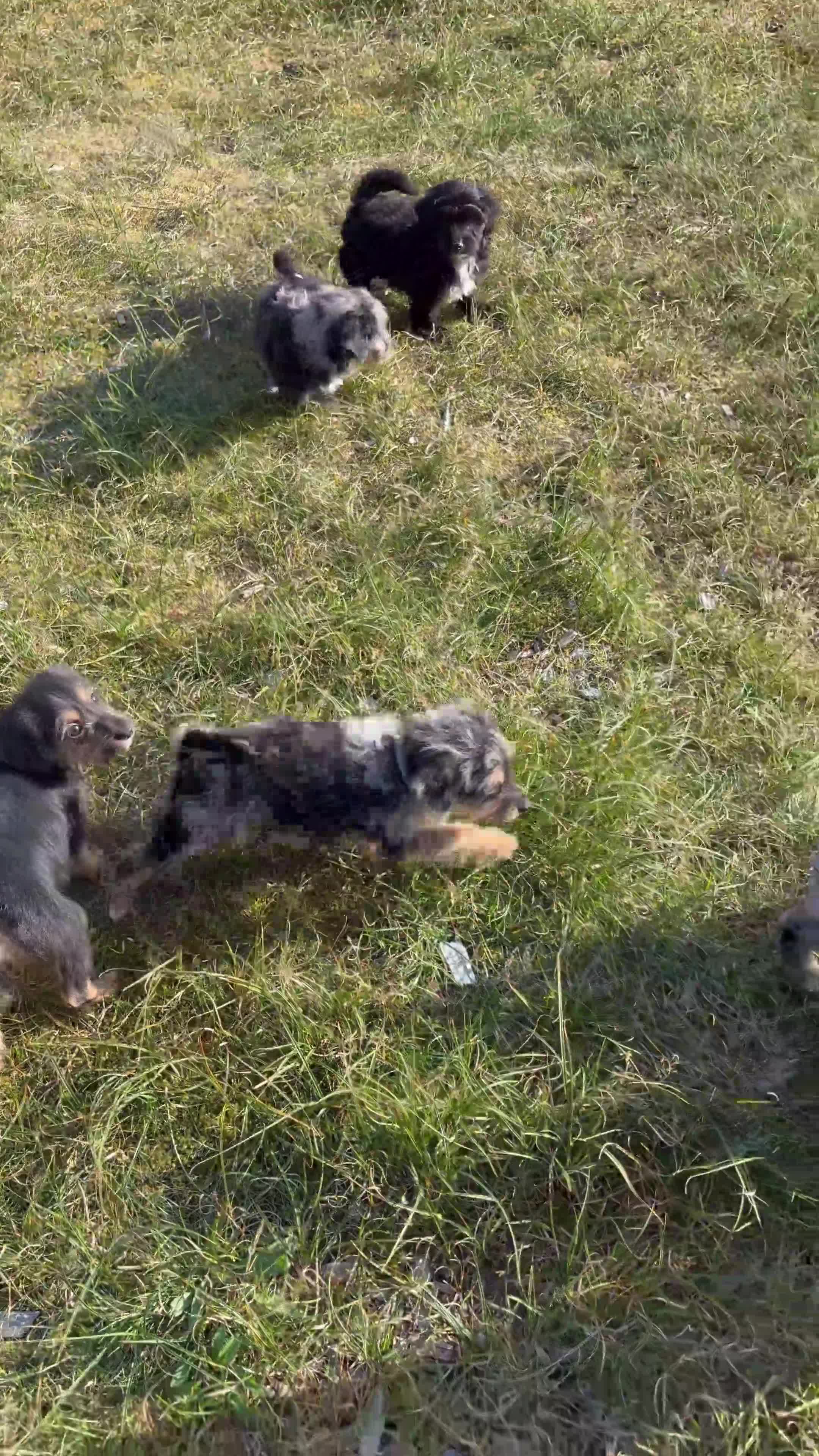 Jackapoo dogs for sale: Miniature Jackapoo Puppies - Video 1