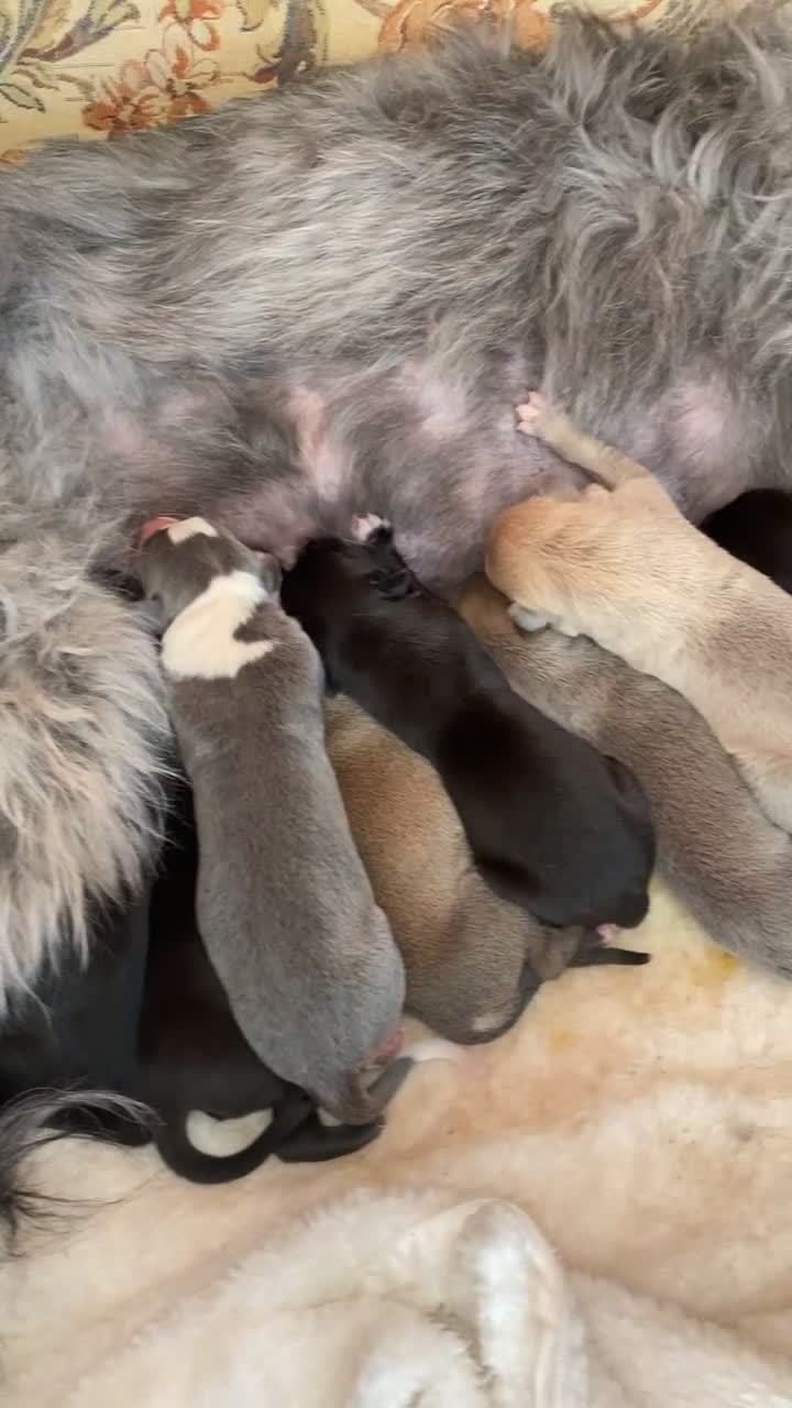 Lurcher dogs for sale: Bull grey x collie grey whippet bull in Ulverston - Video 3