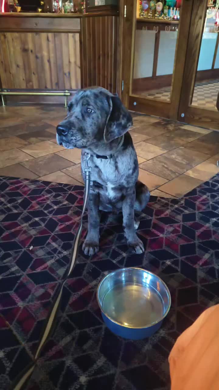 Mixed Breed dogs for sale: Harlequin cane corso X American bulldogge - Video 5