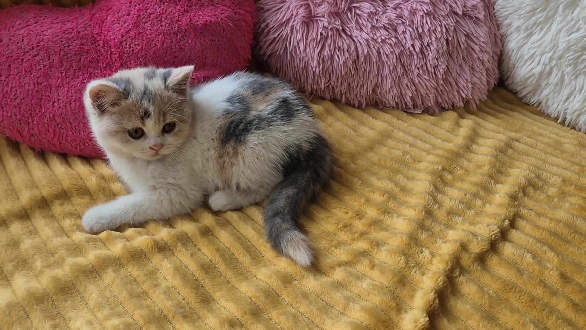 British Shorthair cats for sale: Ready! From GCCF parents with champions in line - Video 3