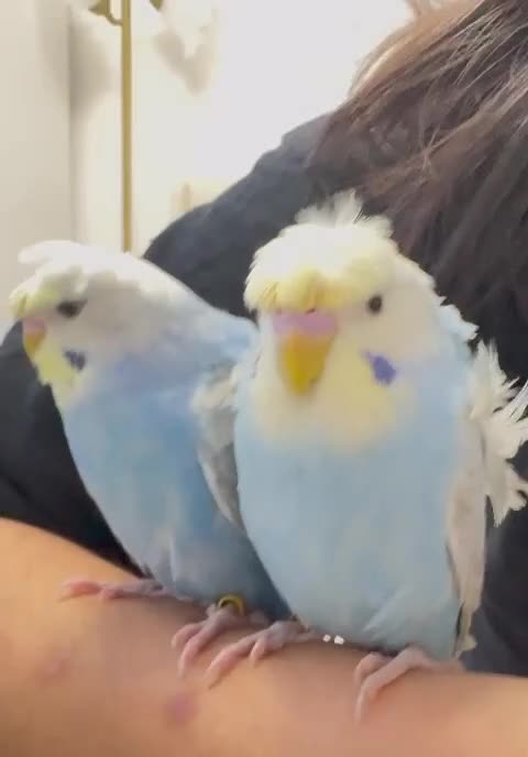 Budgerigars birds for sale: Rainbow helicopters, hand tame baby budgies  - Video 2